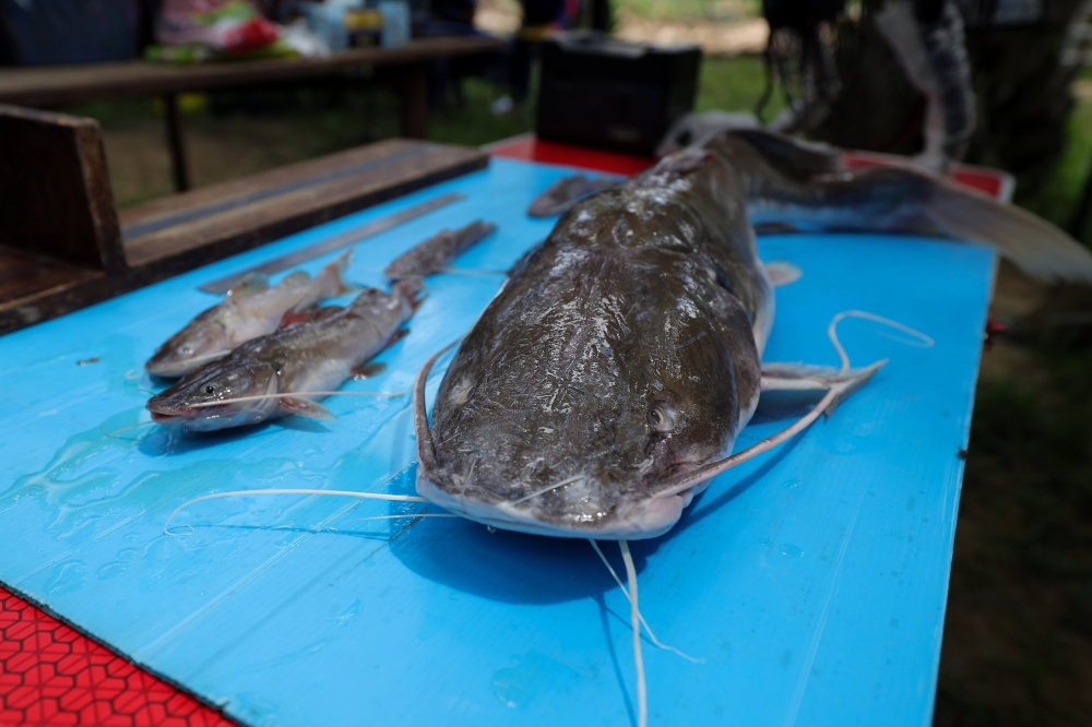 The baung ekor merah is an example of an invasive fish species in Malaysia — Bernama pic  