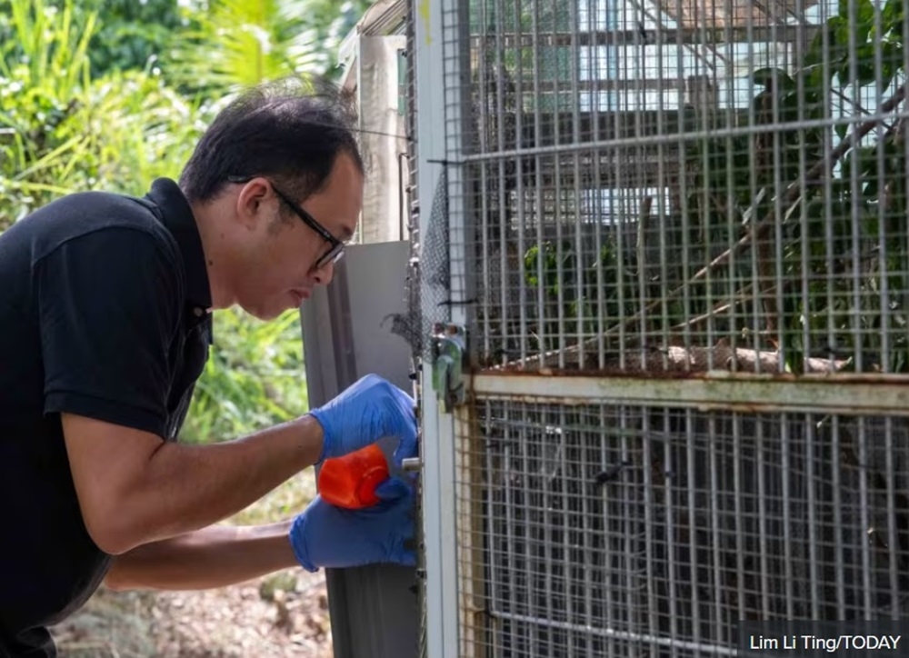 Gan Zee Kiat, a staff member of the Animal Concerns Research and Education Society, has been taking care of a rescued kingfisher from a recent oil spill. Food is provided without opening the cage in order to reduce stress to the bird. — TODAY pic