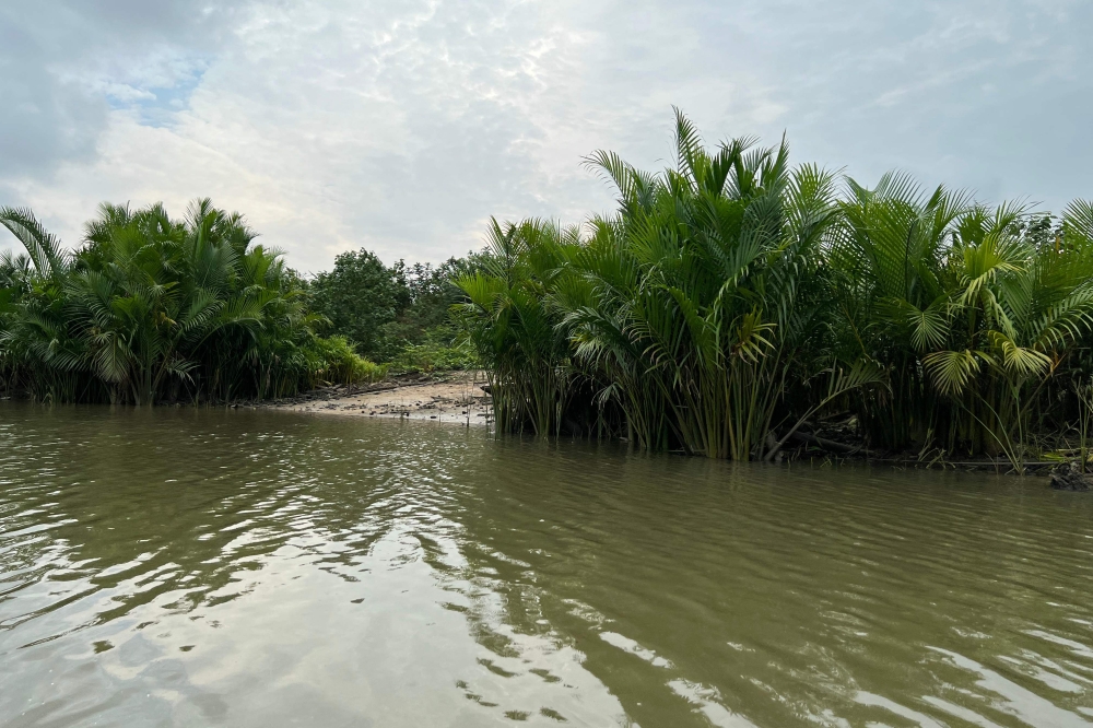 This photograph shows nipa palm tree forest along a river in Kono village on June 11, 2024.