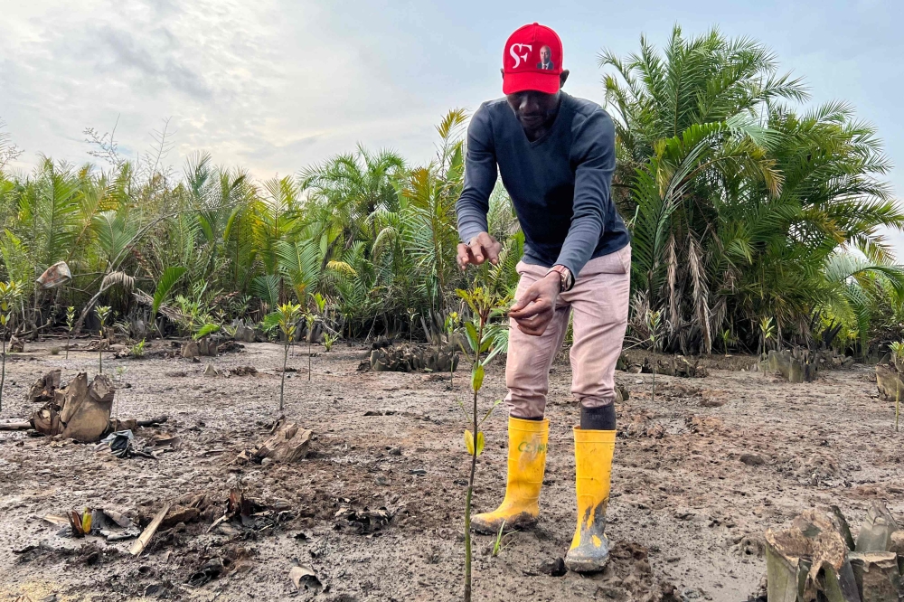 Colin Love, Kono village farmer, plants a mangrove stem at the restoration site in Kono village June 11, 2024. — AFP pic