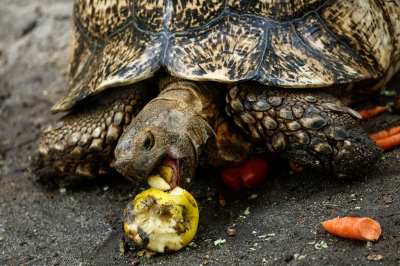 马来西亚从“忍者神龟团伙”犯罪团伙手中救出数百只走私乌龟，价值 380 万令吉