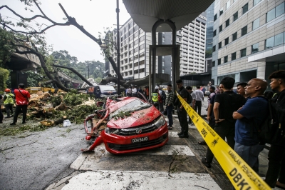 住房部长告知因树木倒塌而受伤的人员，要求地方议会赔偿损失