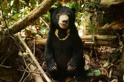 Perhilitan catches sun bear roaming in Kelantan orchard for safekeeping ...