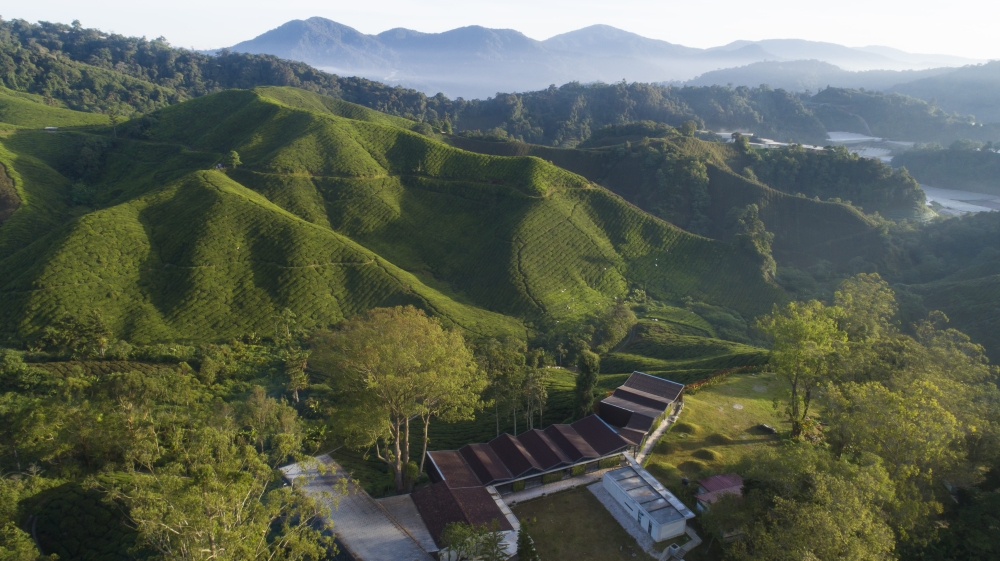 The Sungei Palas tea estate acquired by Boh from former Danish residents in the 1960s. — Picture courtesy of Boh