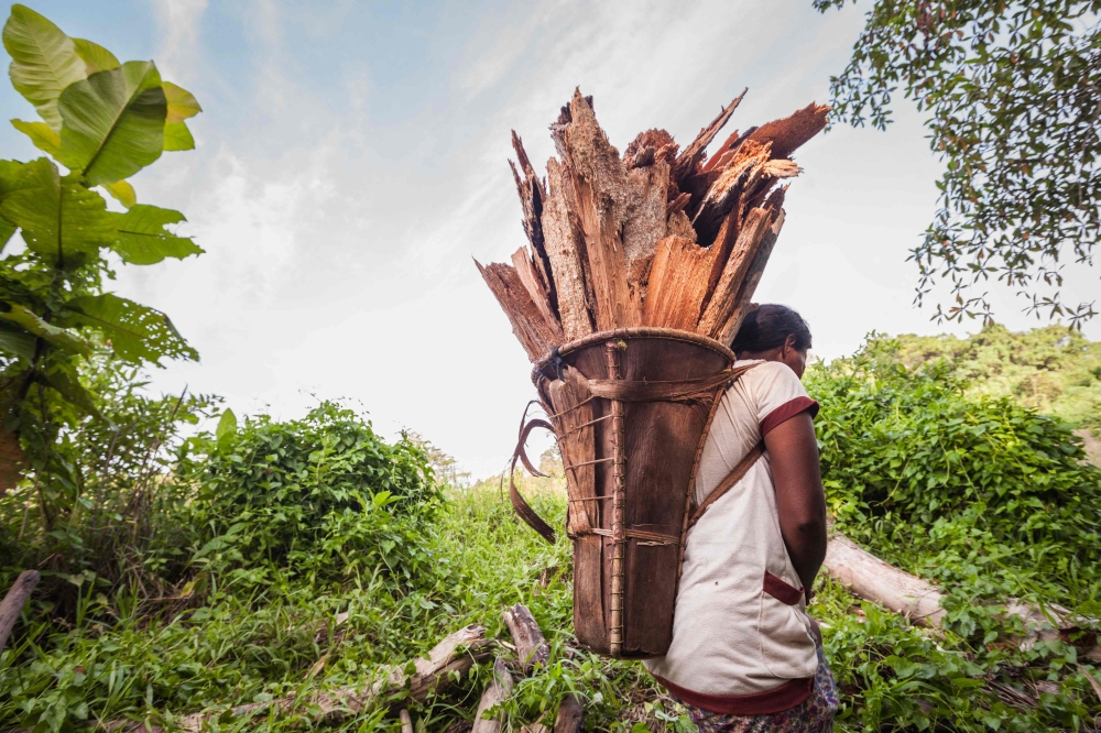 This photo taken on October 4, 2014 shows a person from the O'Hongana Manyawa (Tobelo) tribe collecting firewoods in Dodaga, North Maluku. — AFP pic