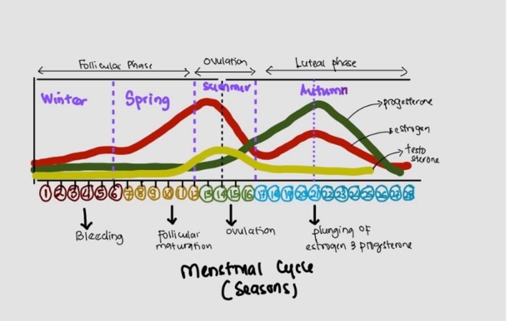 Scientific evidence supports hormone-regulated modifications in function and behaviour during the menstrual cycle, with emerging research revealing associated structural brain changes.