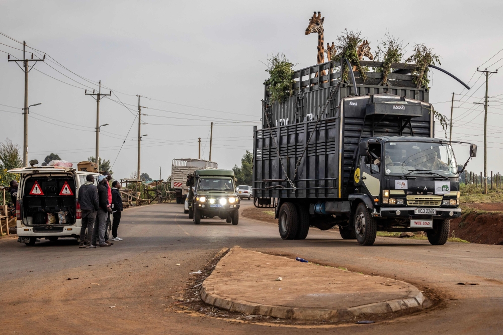 Members of the Kenya Wildlife Service (KWS) drive a truck containing several giraffes as bystanders observe from the side of the road during a translocation exercise for wild giraffes in a junction near Eldoret, on July 7, 2024. — AFP pic