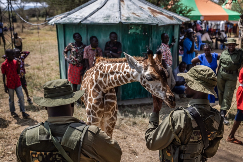 A Police officer caresses a baby giraffe while monitoring the community celebrations to honour the arrival of several wild giraffes as part of a wildlife translocation exercise in Ruko Conservancy, on July 7, 2024. — AFP pic