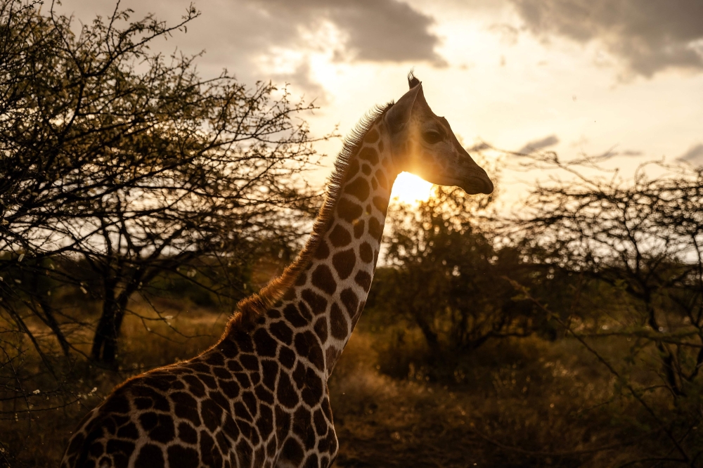 A baby giraffe roams during sunset at the community celebrations to honour the arrival of several wild giraffes as part of a wildlife translocation exercise in Ruko Conservancy, on July 7, 2024. — AFP pic