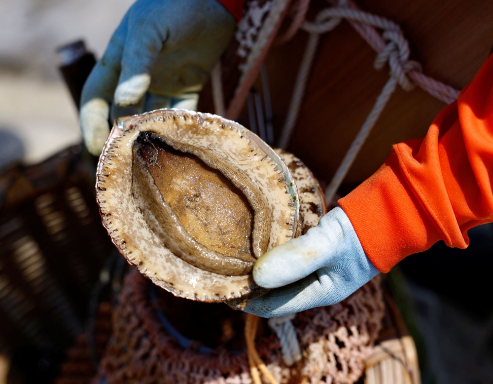 Sanae Kiso, 77-year-old ‘Ama’, a female free diver, who harvests sea life from the ocean, shows an abalone which she caught in Minamiboso, Chiba Prefecture, Japan July 18, 2024. — Reuters pic