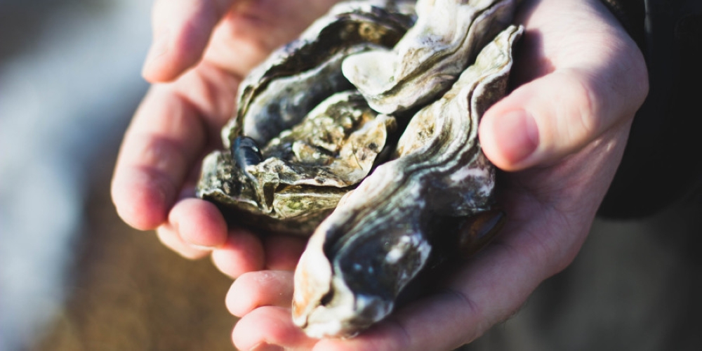 A new study has revealed worrying levels of fibreglass in oysters and mussels. — Picture by Charlotte Coneybeer/Unsplash via ETX Studio