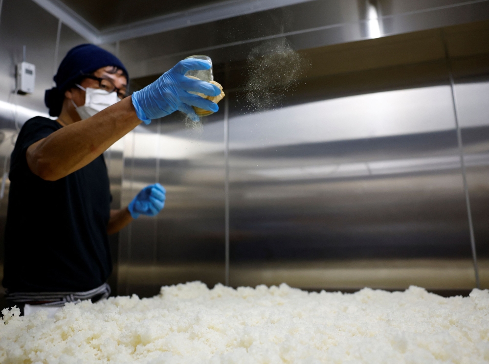 Yoshimi Terasawa, chief brewer at Tokyo Port Brewing, sprinkles the spores of koji fungus over cooled steamed rice as a part of the sake brewing process at the brewery in Tokyo July 9, 2024. — Reuters pic