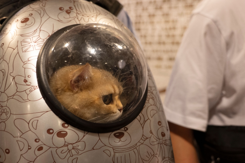 A cat peers out of a case while attending cat night at the Shanghai Museum in Shanghai on July 27, 2024. — AFP