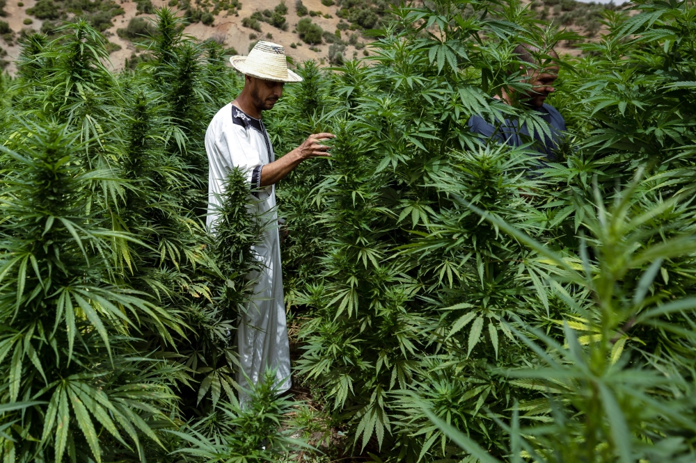 A farmer check on his crops in the commune of Mansoura. — AFP pic