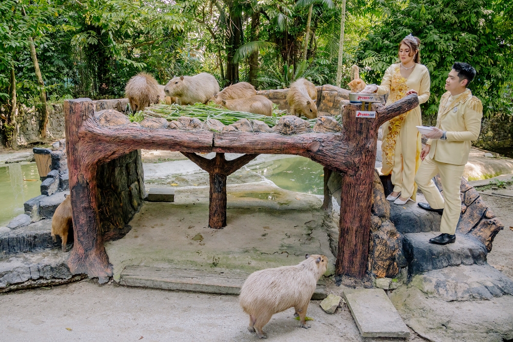 Otto Md Tahir and Siti Khadijah Jaafar feeding the capybaras and Oyen the cat during their wedding ceremony at Zoo Negara on July 27, 2024. — Picture by Firdaus Latif