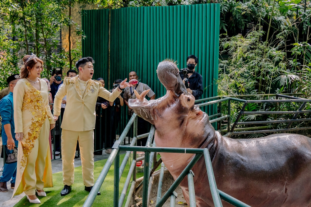 The bride and groom will get a chance to feed animals such as the hippopotamus. — Picture by Firdaus Latif