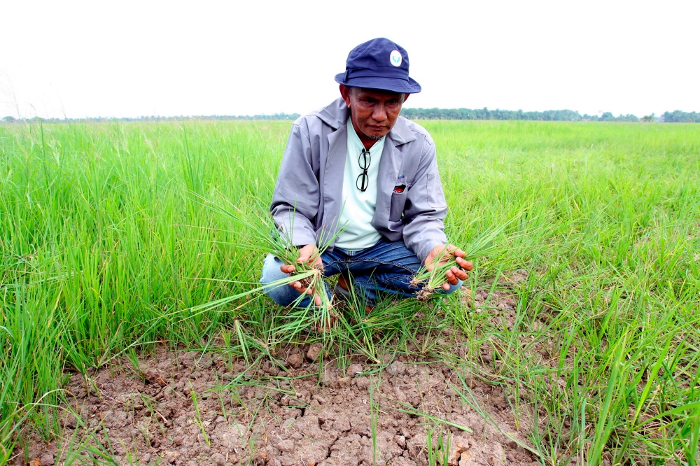 Azhar Hashim, deputy chairman of the Pertubuhan Persaudaraan Pesawah Malaysia, shows how the dry season is wilting paddy saplings in Alor Pongsu, Perak July 31. — Bernama pic