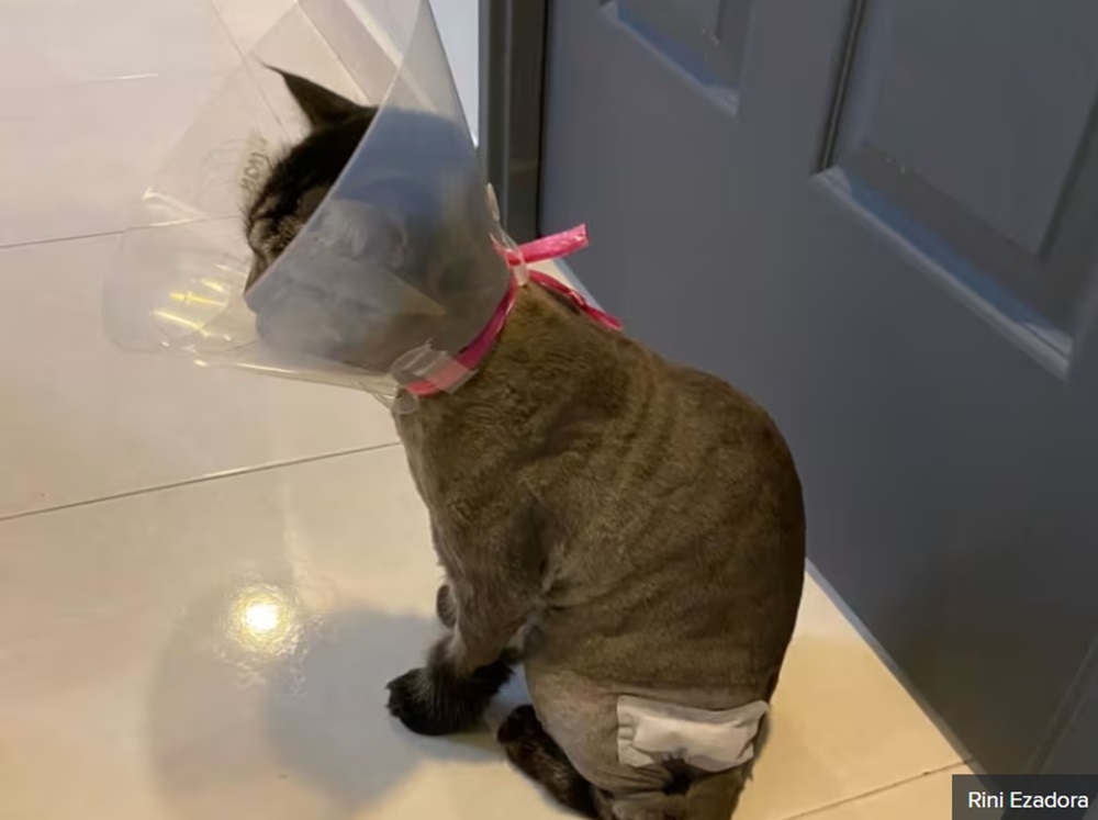 Rini Ezadora’s pet cat (pictured) suffered a broken leg in 2020 following a visit to a pet groomer. — Picture courtesy of Rini Ezadora