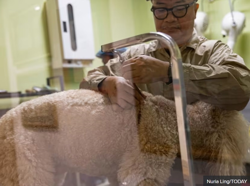 Petopia executive director Marcus Khoo attaching a leash around a dog’s leg before its grooming session. — TODAY pic 