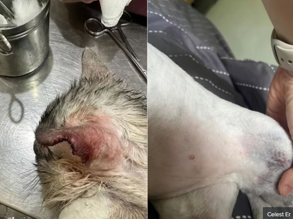 Dino, a one-year-old Siberian Munchkin, received 12 stitches on its ear after a mishap at a pet groomer. It also had abrasions on its leg. — Picture courtesy of Celest Er