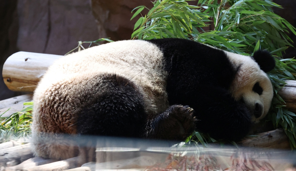 Yun Chuan getting comfy at the San Diego Zoo. — Reuters pic