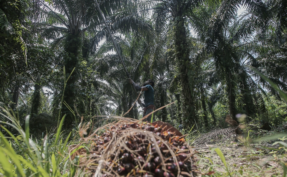 Smallholder farmers form a critical backbone in Malaysia’s palm oil industry. — Picture by Farhan Najib