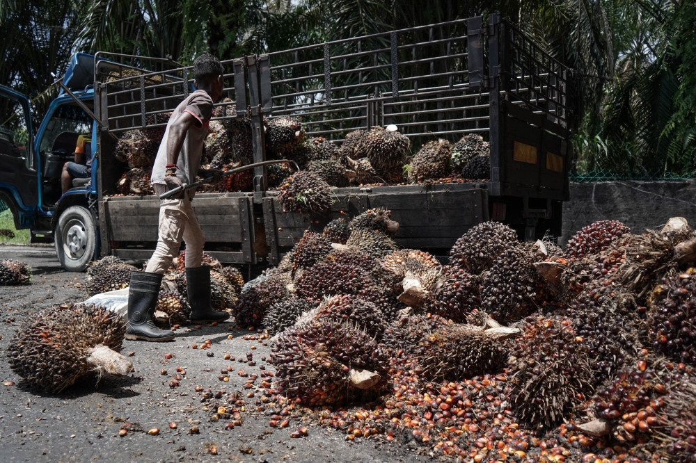 Malaysia’s palm oil industry generates a massive 70 to 80 million tonnes of palm biomass, offering significant potential for renewable energy.— Picture by Ahmad Zamzahuri