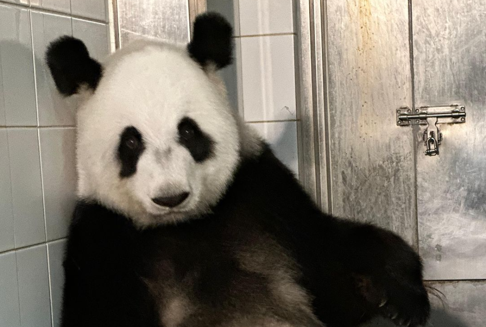 Ying Ying who delivered the male and female cubs on the eve of her 19th birthday, has become the oldest giant panda to successfully give birth for the first time. — Picture from Instagram/hkoceanpark