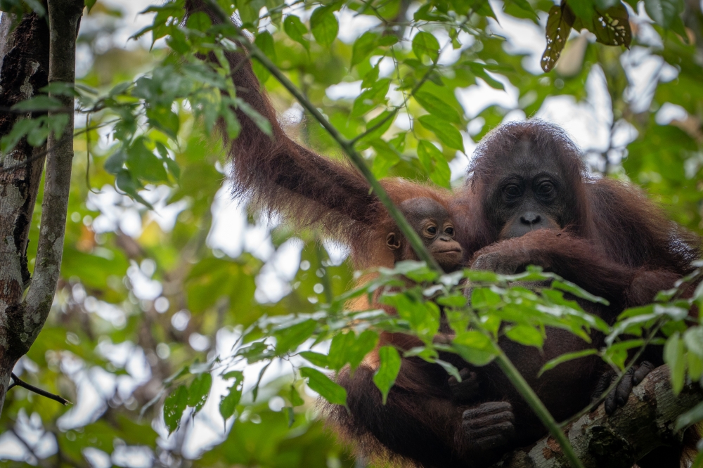 Yesterday, Minister of Plantation and Commodities Datuk Seri Johari Abdul Ghani announced a revised version of a conservation scheme, stating that companies importing palm oil from Malaysia can adopt orangutans but cannot take them out of the country. — Picture courtesy of WWF-Malaysia