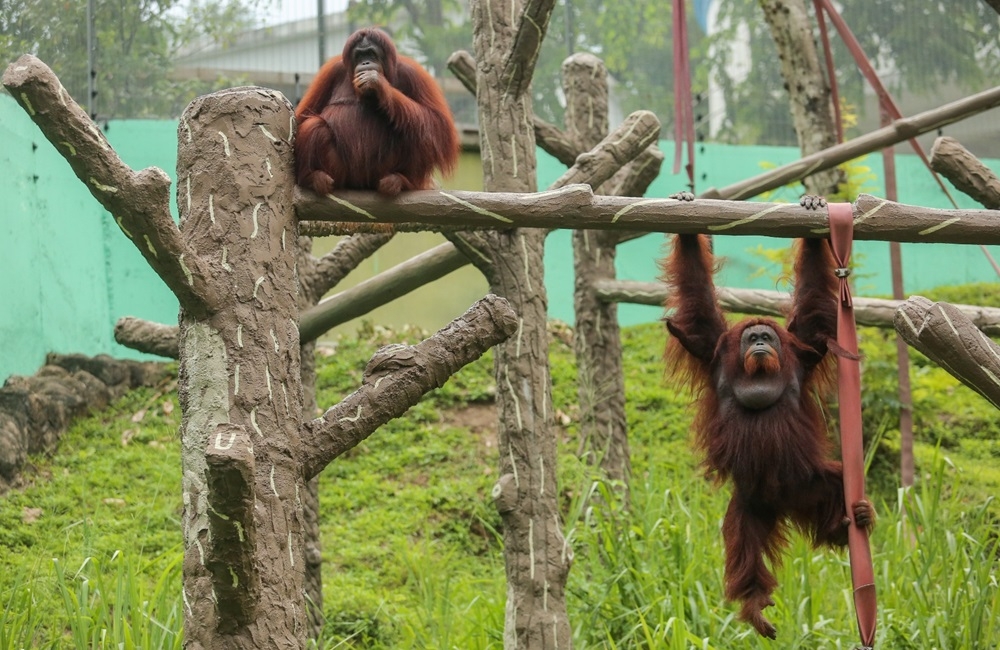 This in-situ approach allows orangutans to live freely in their natural habitats within forests or High Conservation Value (HCV) areas in oil palm plantations. — Picture courtesy of MPOGCF