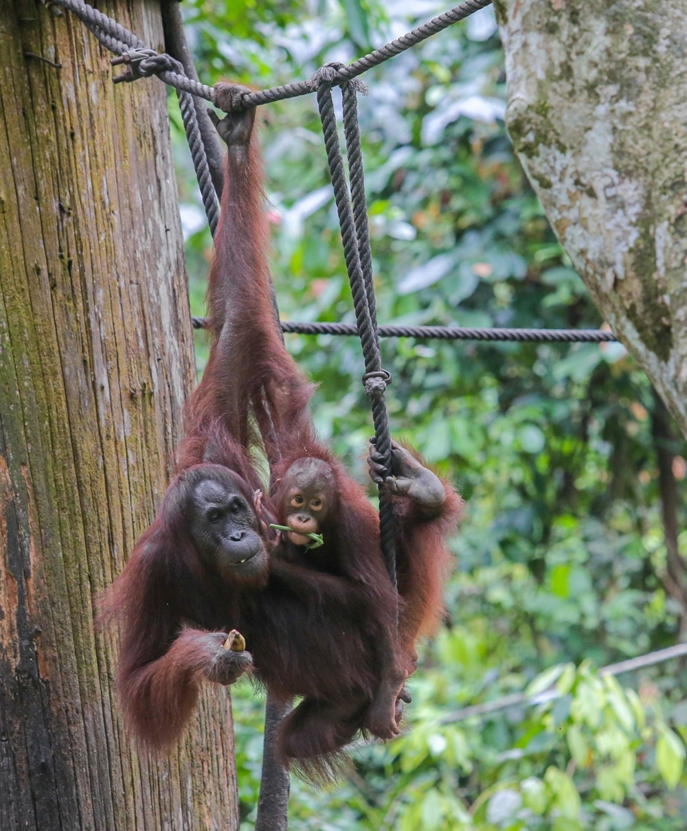 Plantation and Commodities Minister Datuk Seri Johari Abdul Ghani said that in-situ orangutan conservation is the best approach to improving the negative perception of Malaysia’s oil palm industry. — Picture courtesy of MPOGCF