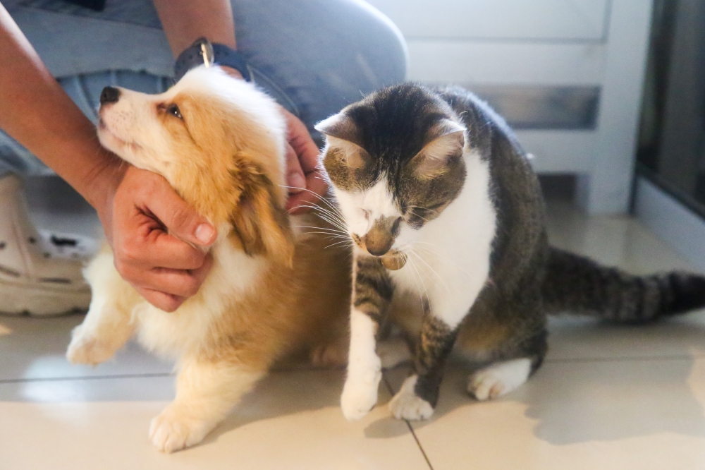 To be eligible as a pet owner, you must be a Malaysian citizen aged 18 or older, and your pet should be either a cat or a dog. 