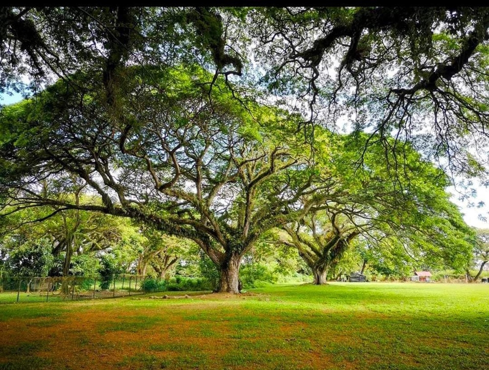 The rain trees made the school field a famous wedding photoshoot spot among newly-weds. — Picture courtesy of MGS Melaka