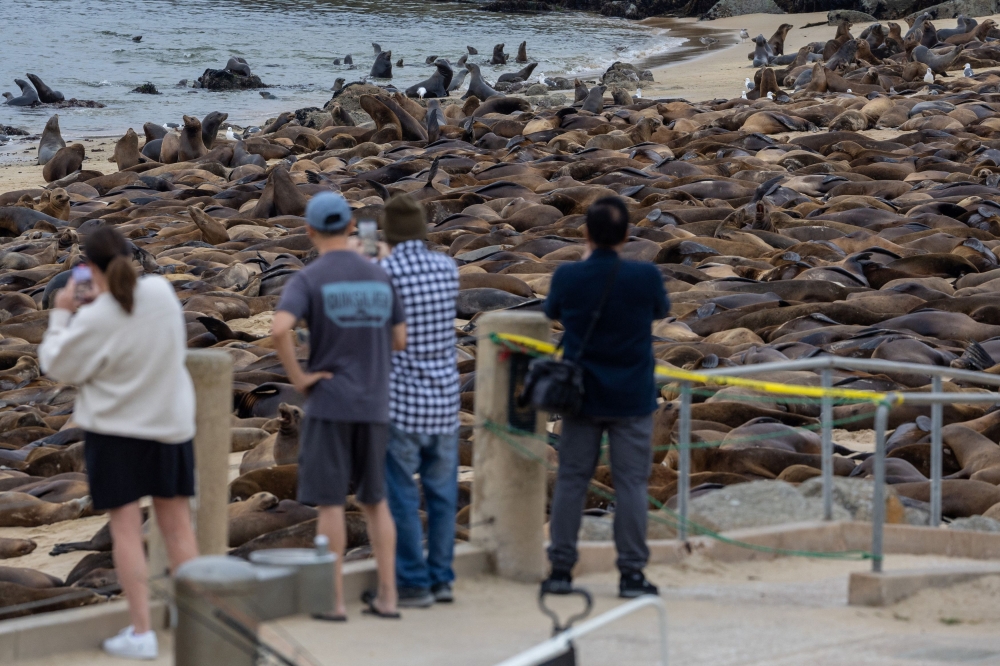 Caution tape has been put up but crowds are still drawn to the animal spectacle, taking photos of the sea lions as they rest and play on the sand and in the water. — Reuters pic