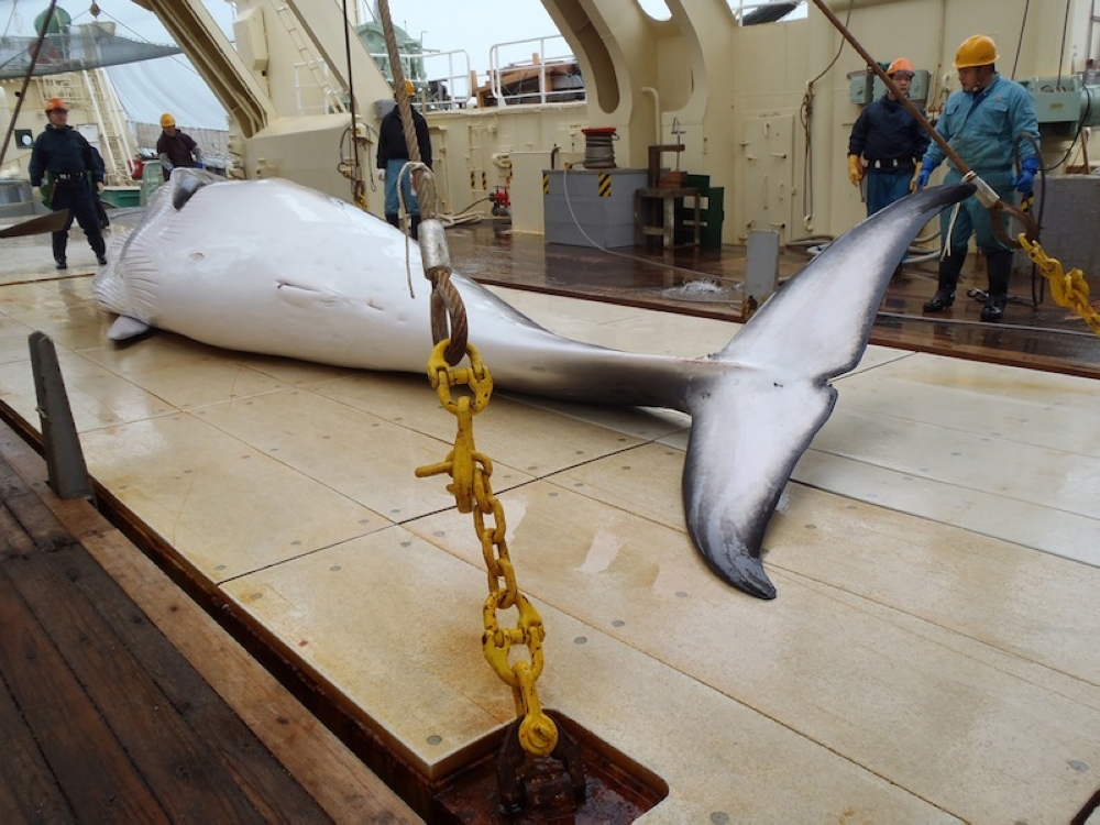 This undated handout picture released from the Institute of Cetacean Research on November 18, 2014 shows a minke whale on the deck of a whaling ship for research in the Antarctic Ocean. — AFP pic