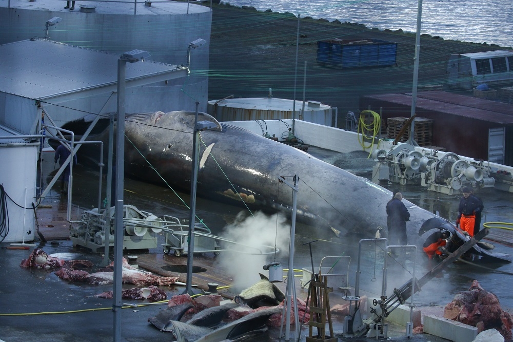 This handout photo made available by the marine conservation organisation Sea Shepherd on July 13, 2018 shows what they report to be a Blue whale awaiting slaughter at the Hvalur hf whaling station in Hvalfjordur, Iceland July 7, 2018. Blue whales are listed as endangered under the International Union for Conservation of Nature Red List of Threatened Species. — AFP pic