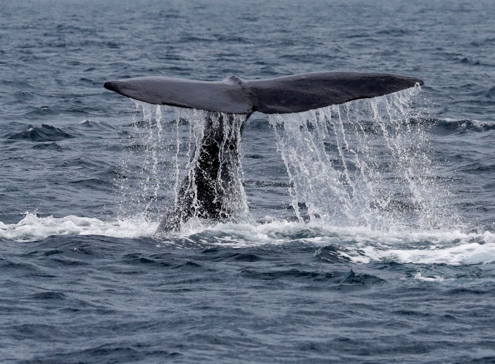 The fluke of a sperm whale sticks out of the sea as it dives  in the sea near Rausu, Hokkaido July 1, 2019. — Reuters pic