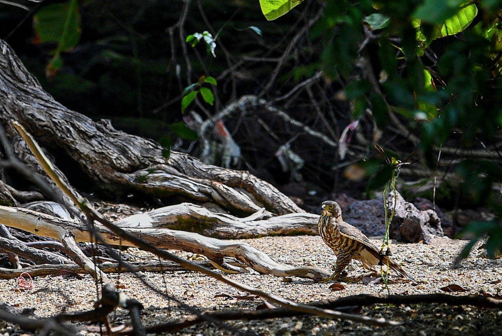 An Oriental Honey Buzzard spotted on the island. — Bernama pic