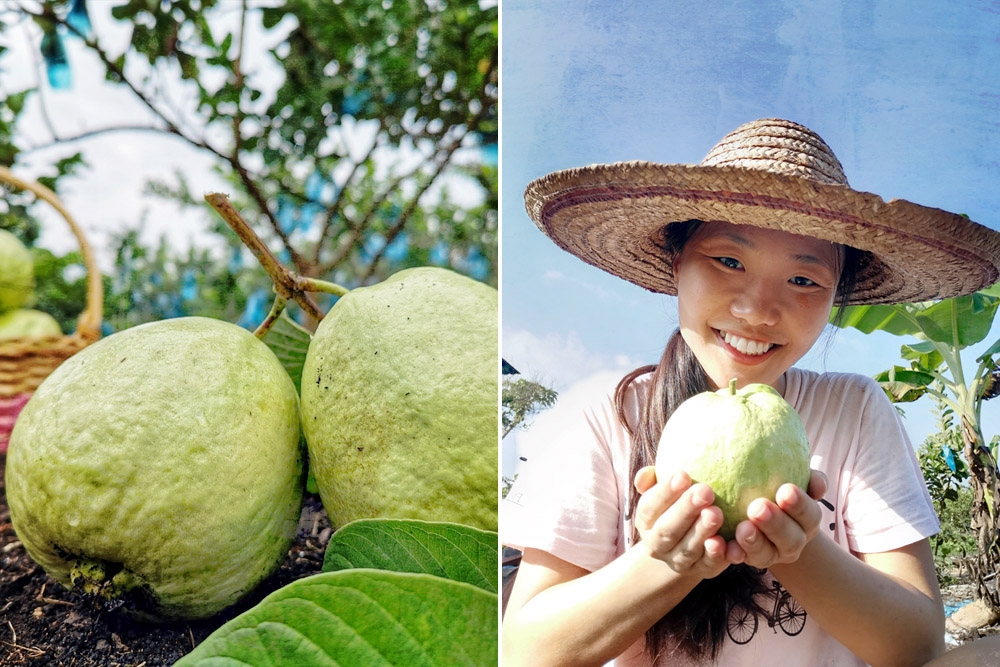 Fruit of their labour (left). PapaGuava founder Chew Qiau Hui (right). — Picture courtesy of PapaGuava