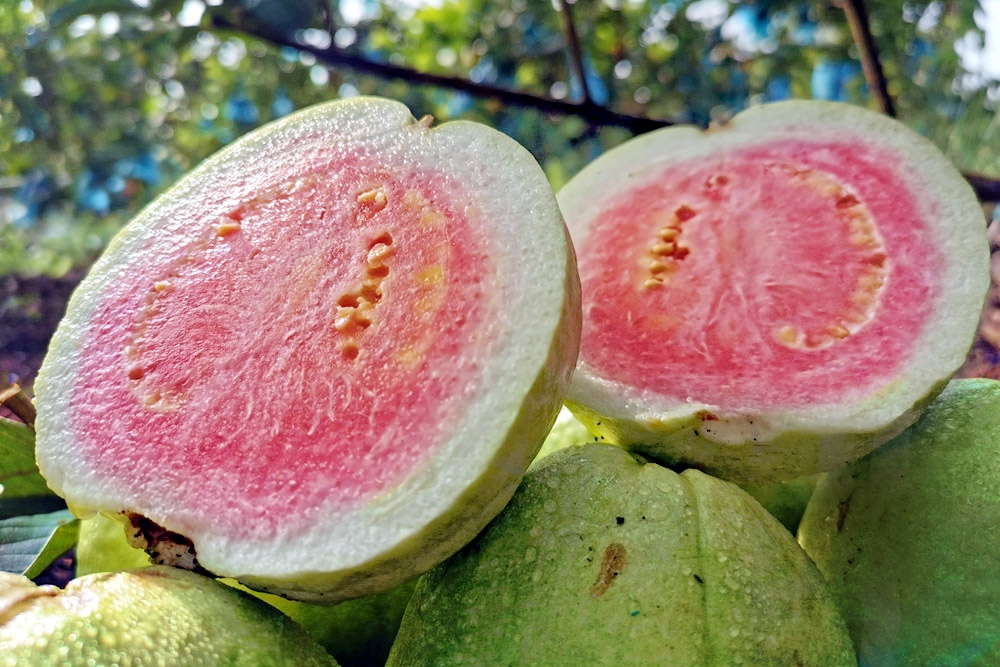 Pink guavas are sweeter and have a softer texture. — Picture courtesy of PapaGuava