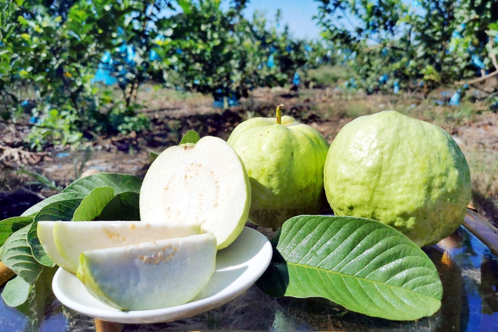 The common green guava. — Picture courtesy of PapaGuava 