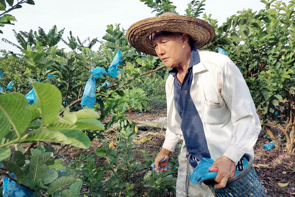 Harvesting time at the guava farm in Tangkak, Johor. — Picture courtesy of PapaGuava