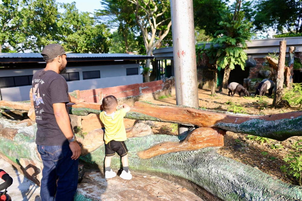 A parent and child look at tapirs in Zoo Johor on August 31, 2024. — Picture from Facebook/Zoo Johor