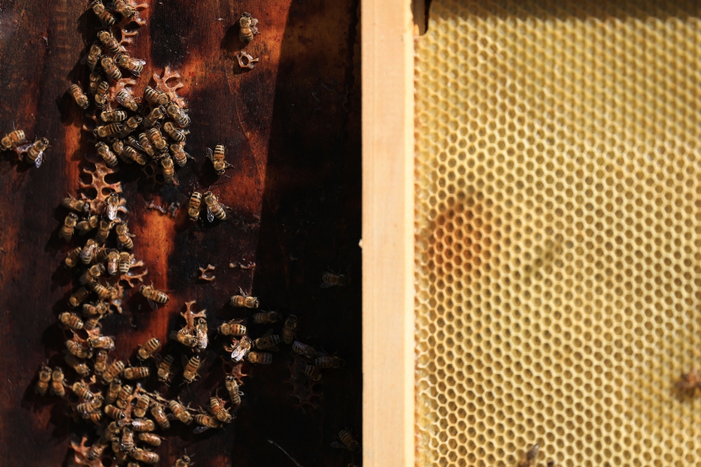 This photograph shows honeybees in their beehive at honey producer La Ruchedes Puysin Saint Ours Auvergneon August 20, 2024. — AFP pic