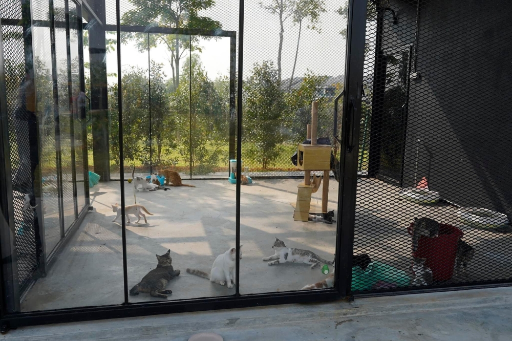 Stray cats placed at the Klang Cat Park under MBDK’s care. — Majlis Bandaraya Diraja Klang/Facebook