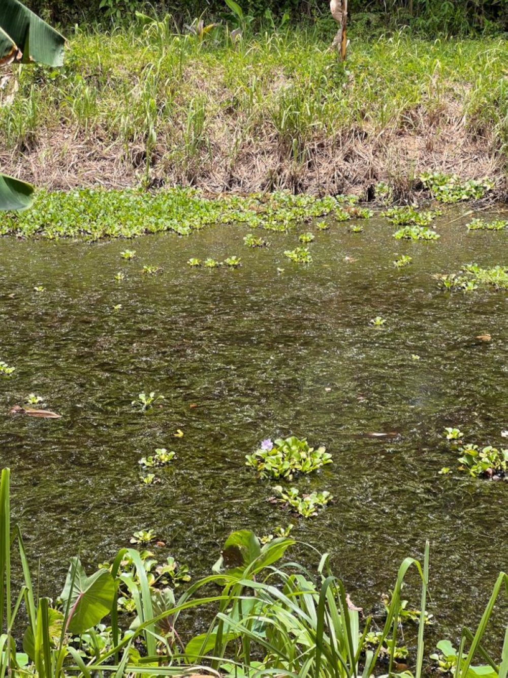 The murky stagnant pond where they breed tilapia. 