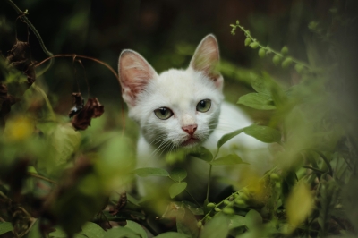 Like dogs, cats often enjoy playing fetch with their owners