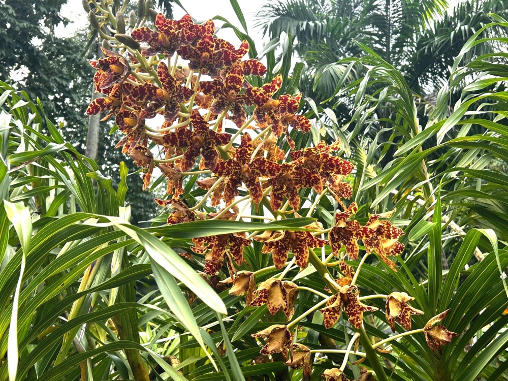 This 163-year old Tiger Orchid in bloom can be seen in the Singapore Botanic Gardens at Tanglin Core, next to the Curtain of Roots. — Picture from Facebook/Singapore Botanic Gardens 