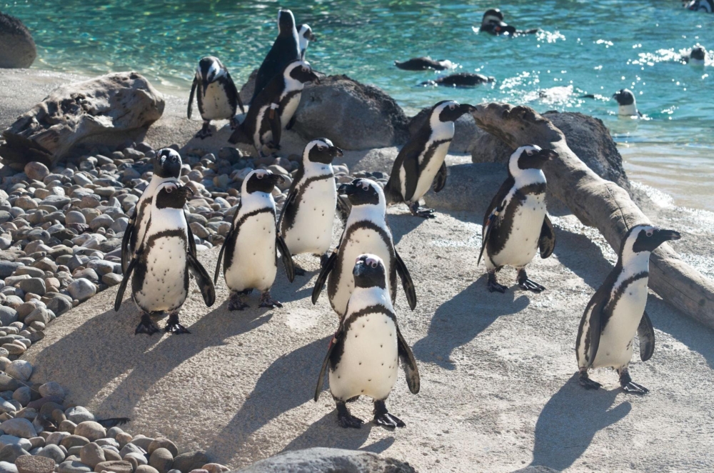 Mr Greedy is the penguin with the most spots on his belly at far left. — Picture from Facebook/The Maryland Zoo 