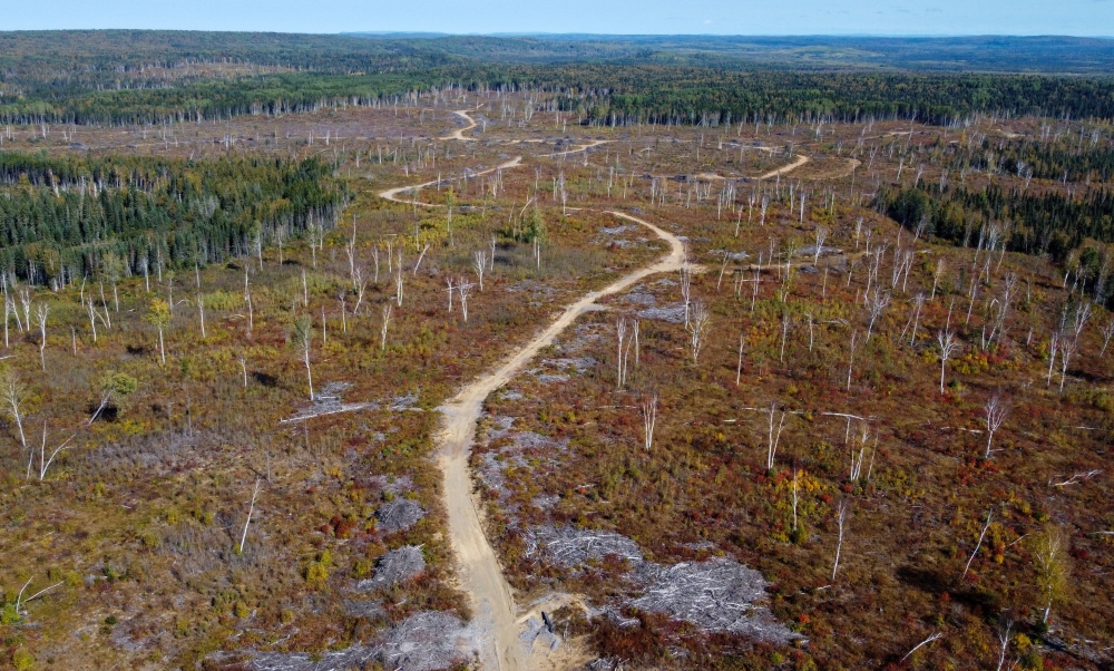 A drone view shows a forest that was clearcut near Gull Bay, Ontario, Canada September 19, 2023. — Reuters pic